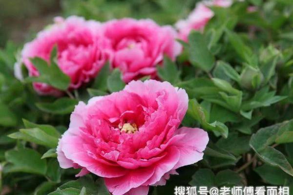 阴历8月12出生的人命运解析：与自然和谐相处的灵魂之旅