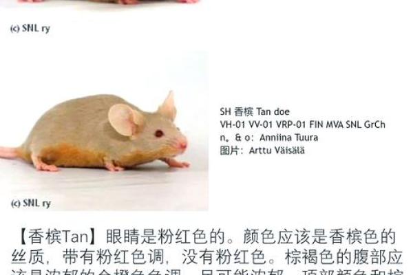 一九八四的鼠与命运的交织：探讨生命的意义与象征