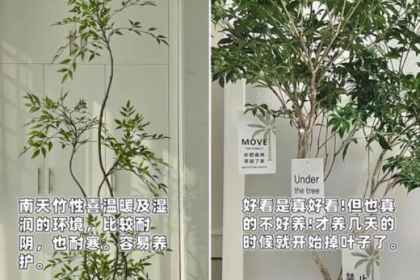 大林木命者的装饰选择与风格搭配解析 大林木命者的装饰选择与风格搭配解析