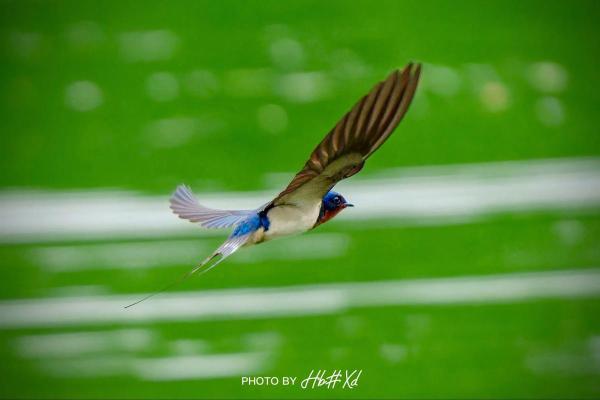 燕子命的人：寓意与命运，飞翔在生活的蓝天之下
