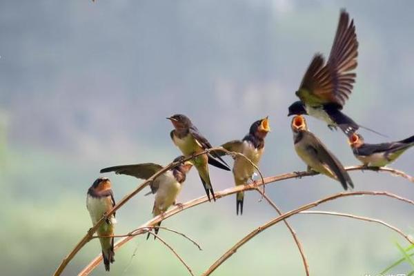 燕子命的人：寓意与命运，飞翔在生活的蓝天之下