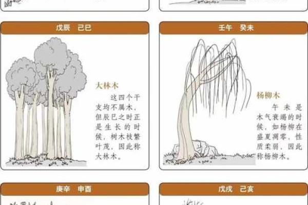 杨柳木命男：人生中的忌讳与智慧