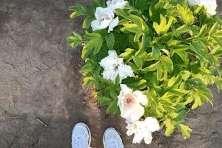 探索大林木命人的内在缺失与成长之路