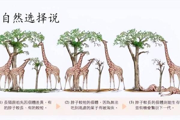 海中金命格中的土元素缺失：命里缺土的深层解读与补救之道