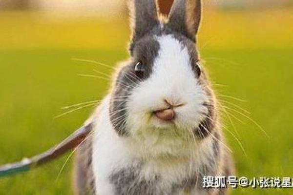 虎年出生白人的命运解析:为逆境而生的勇者 虎年出生白人的命运解析:为逆境而生的勇者