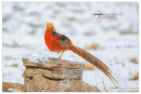 丁酉鸡命理解析：揭示金鸡之年的命运与特点