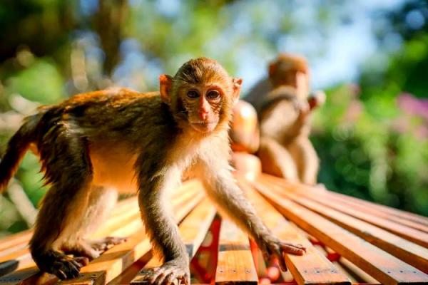 1996年出生的猴子:命运与人生的探索之旅 1996年出生的猴子:命运与人生的探索之旅