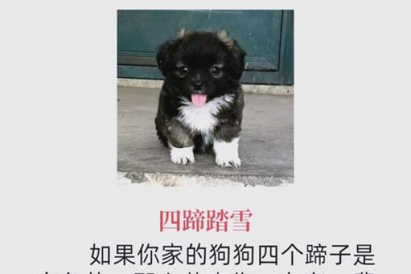 解读82年狗的命运与运势:缺什么、如何补救? 解读82年狗的命运与运势:缺什么、如何补救?