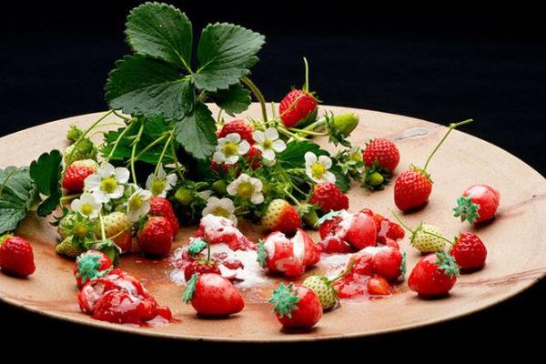 石榴木命与不宜养宠物的秘密揭秘！