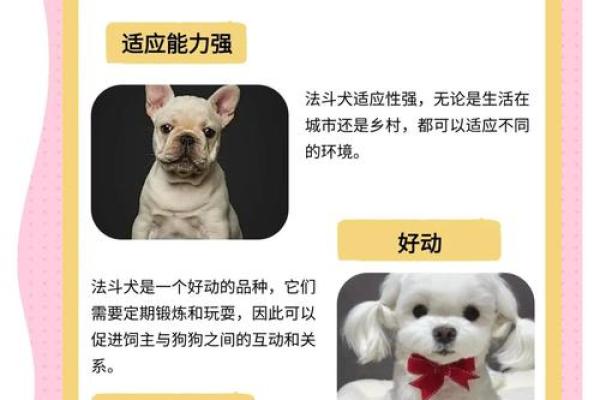 揭秘1958年狗年出生者的命运和性格特征 揭秘1958年狗年出生者的命运和性格特征