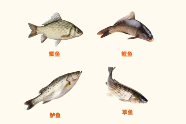 哪些命局的人不易钓鱼？了解你的命理，提升钓鱼技巧！