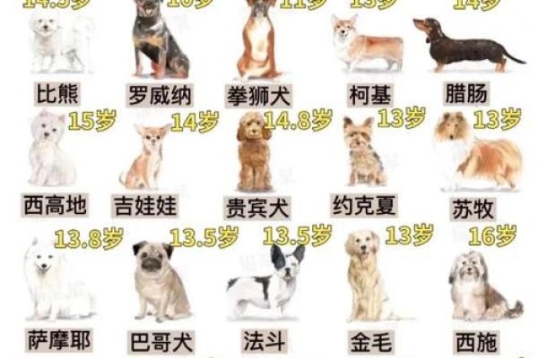 2030年出生的狗狗命运揭秘：你家毛孩子的未来如何？