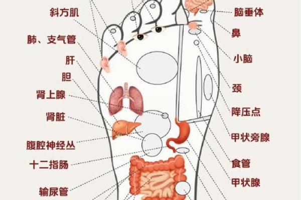 脚底有痣的人命运解析：你的人生暗示与性格特征！