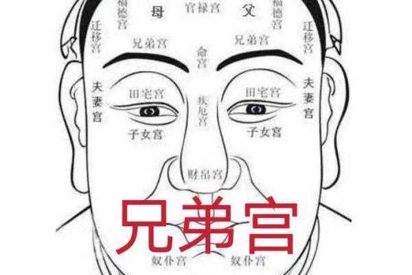 不做眉毛的人命运解析：眉毛的微妙影响与人生走向