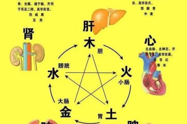 阳命与阴命的深度解析：女性命理的奥秘与启示