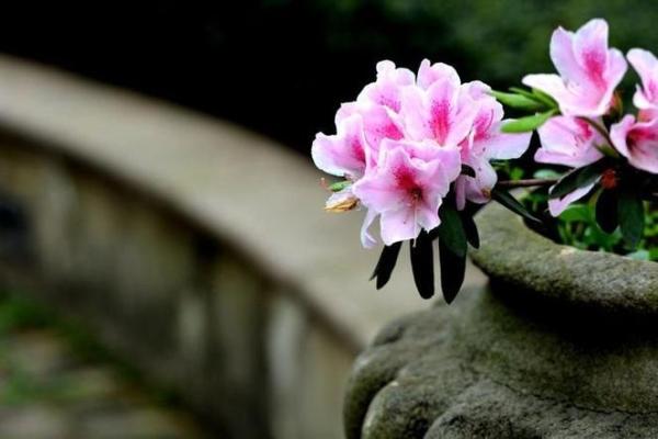 正月属鸡女人命格解析：揭开她们的性格与人生之路