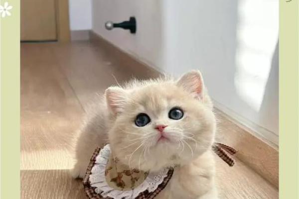 养什么宠物改命最好？揭秘宠物带来的好运气！