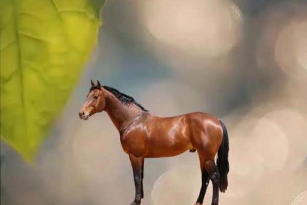 2014年属马的命运解析：走向成功与幸福的指南