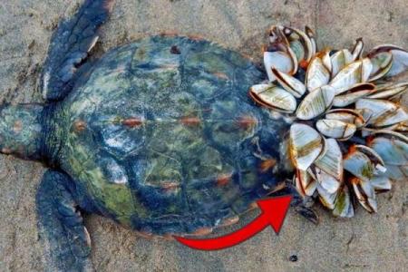 2021海龟命：人生的旅途与自我修炼的启示