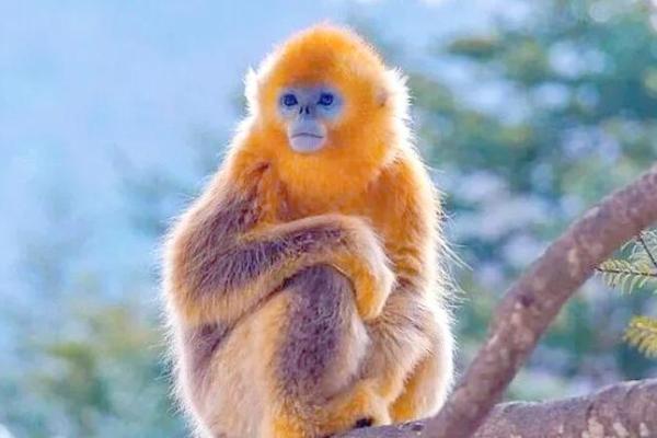 猴年出生的女孩：命运与发展优势探索