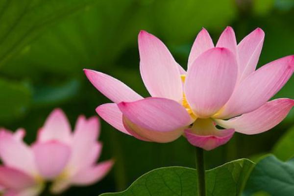 探究农历0617出生之人的命运与性格特点