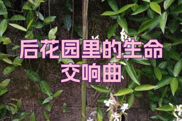 1968年命理解析：宇宙的旋律与生命的交响曲