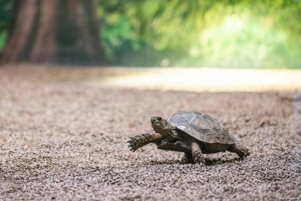 水命与木命的奥秘：命运背后的元素之谜