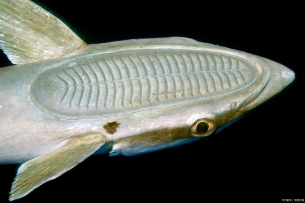 水命与木命的奥秘：命运背后的元素之谜