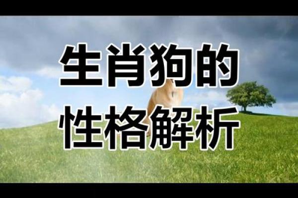1994年属狗的命运解析：揭示你的性格与运势