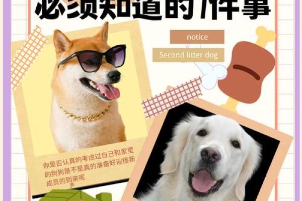 什么命格的人适合养宠物?揭秘五大因素助你选择最佳伴侣 什么命格的人适合养宠物?揭秘五大因素助你选择最佳伴侣