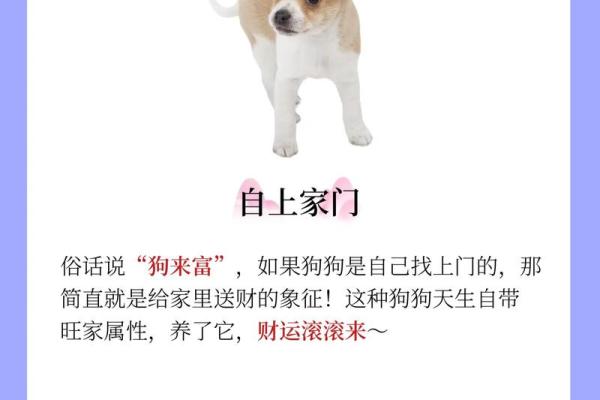 1984年属狗的人命运解析:天生富贵与性格特征 1984年属狗的人命运解析:天生富贵与性格特征