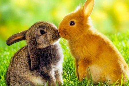 1963年的命运与人生：探索水兔年人的独特魅力与优势