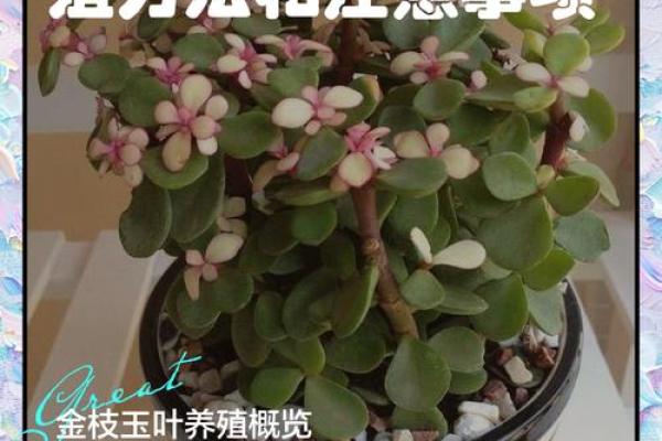 金命人士适宜养殖的五种植物及其养殖技巧 金命人士适宜养殖的五种植物及其养殖技巧