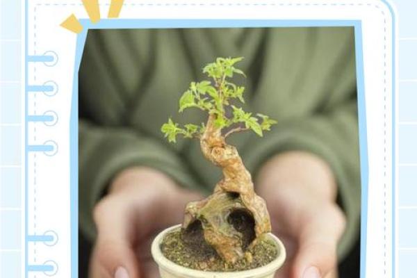 金命人士适宜养殖的五种植物及其养殖技巧 金命人士适宜养殖的五种植物及其养殖技巧