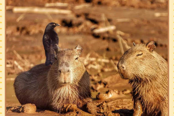 探秘“第命”:揭开人生转折的神秘面纱 探秘“第命”:揭开人生转折的神秘面纱