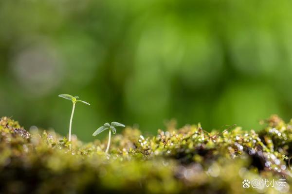 木命人的命理解读：探索生命的绿色符号与潜能