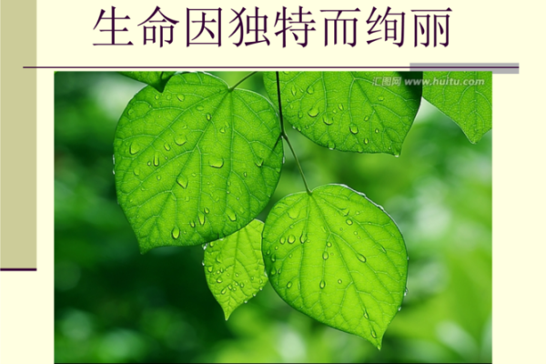 木命人的命理解读：探索生命的绿色符号与潜能