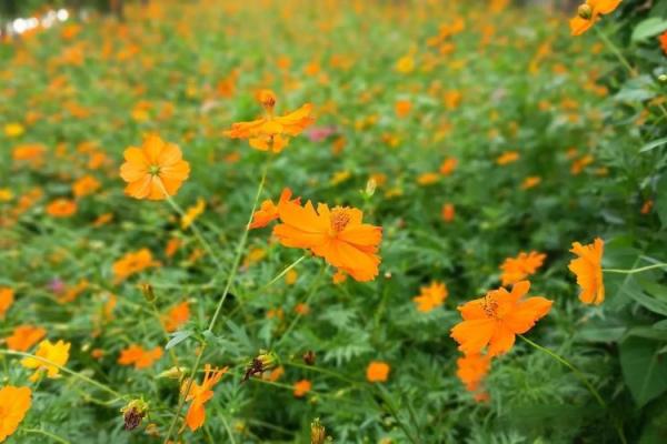 探索命格与花草的和谐美：让植物为你的命运添彩