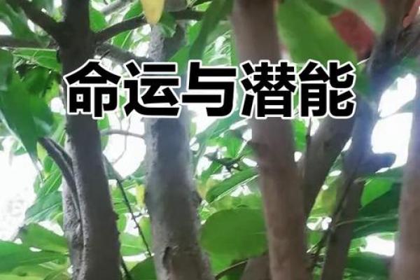 深入探秘：石榴木命的深刻含义与神秘特质