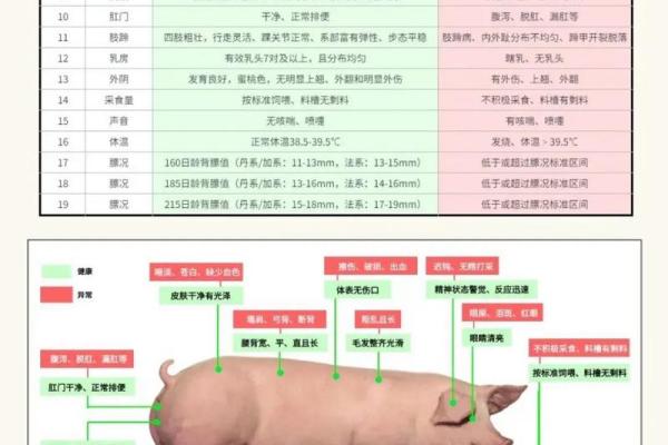 219猪年是什么命？解析属猪人的性格与命运！