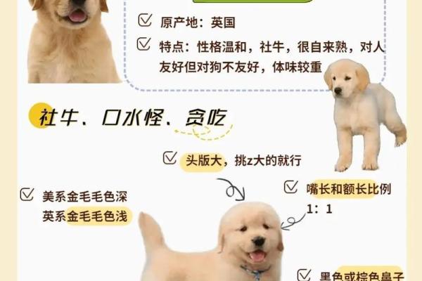 1970年出生的金狗，命运特点与生活智慧解析