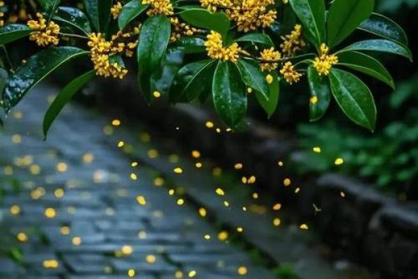 桂花命：花香满人间，人生如桂乐无边