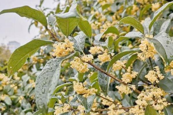 桂花命：花香满人间，人生如桂乐无边