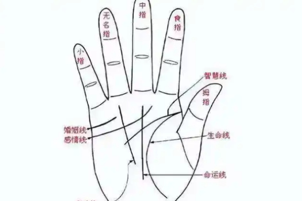 从手指长短看命运，揭秘人生的秘密