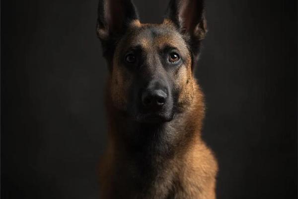 揭开72属狗之命的神秘面纱:你属于哪个命格? 揭开72属狗之命的神秘面纱:你属于哪个命格?