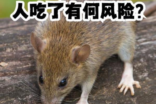 老鼠拉风险：细微之处隐藏的巨大威胁！