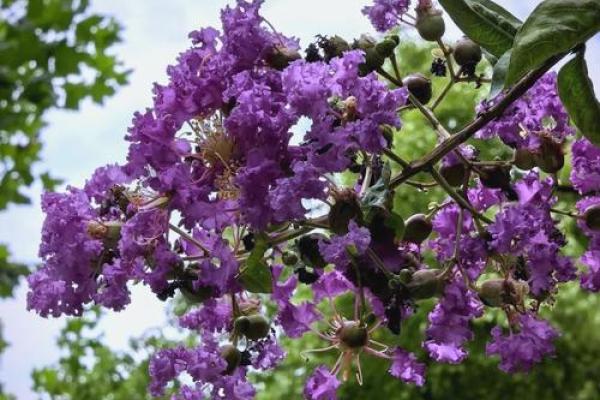 紫薇身命的深刻启示：探寻命运与自我的和谐之道