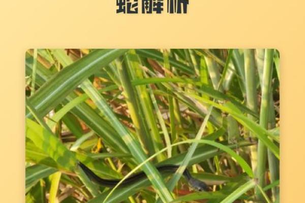 喜欢搏命，勇往直前，解析生肖特质与个性奋发之路