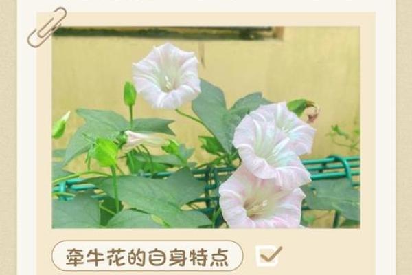 木命人士适合纹的花草解析:让你的个性绽放之美 木命人士适合纹的花草解析:让你的个性绽放之美