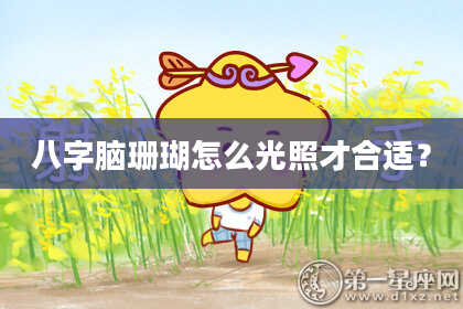 八字脑珊瑚怎么光照才合适？
